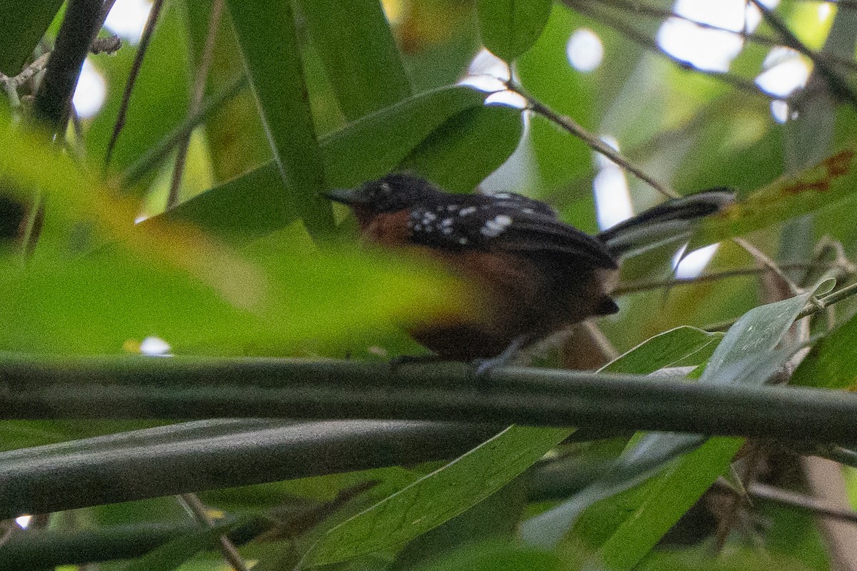 Dot-winged Antwren (White-tailed) - ML659226492
