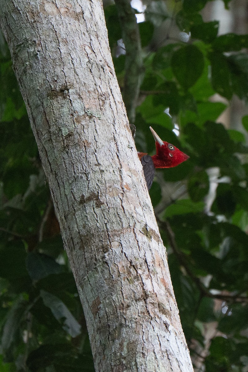 Red-necked Woodpecker - ML659226496