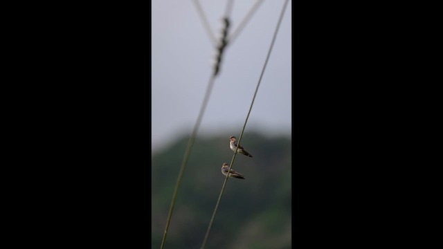 Hill Swallow - ML659226565