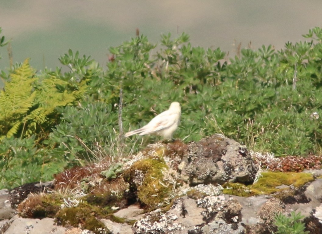 McKay's Bunting - ML65922681