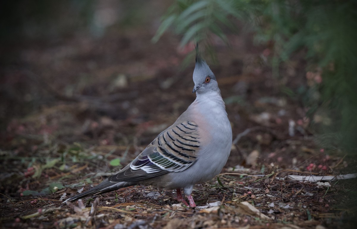 Crested Pigeon - ML659226877