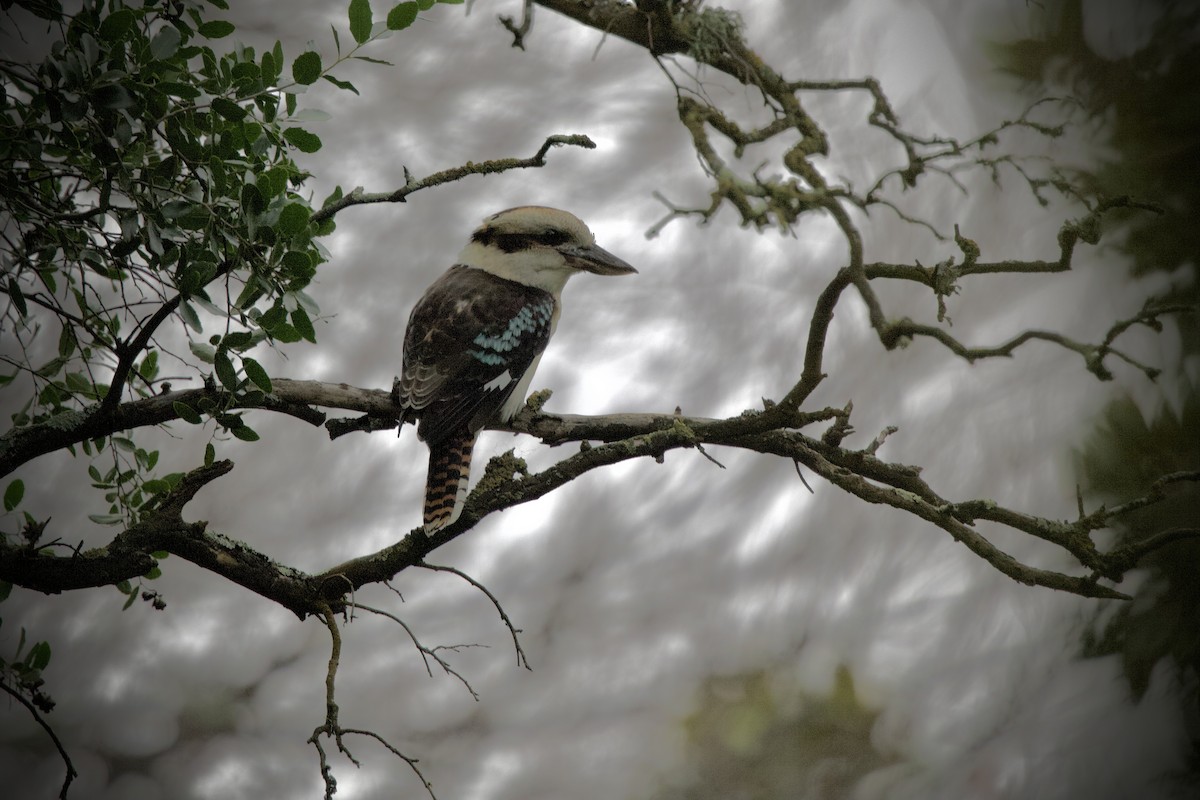 Laughing Kookaburra - ML659226878