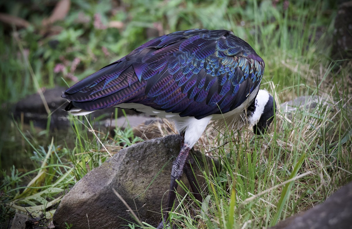 Straw-necked Ibis - ML659226936