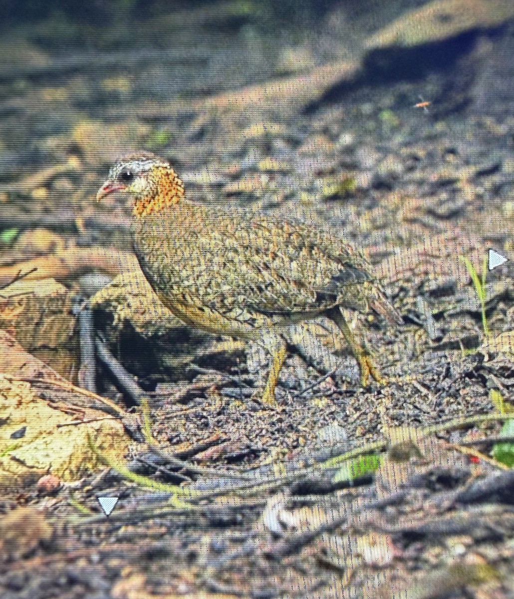 Scaly-breasted Partridge - ML659226950