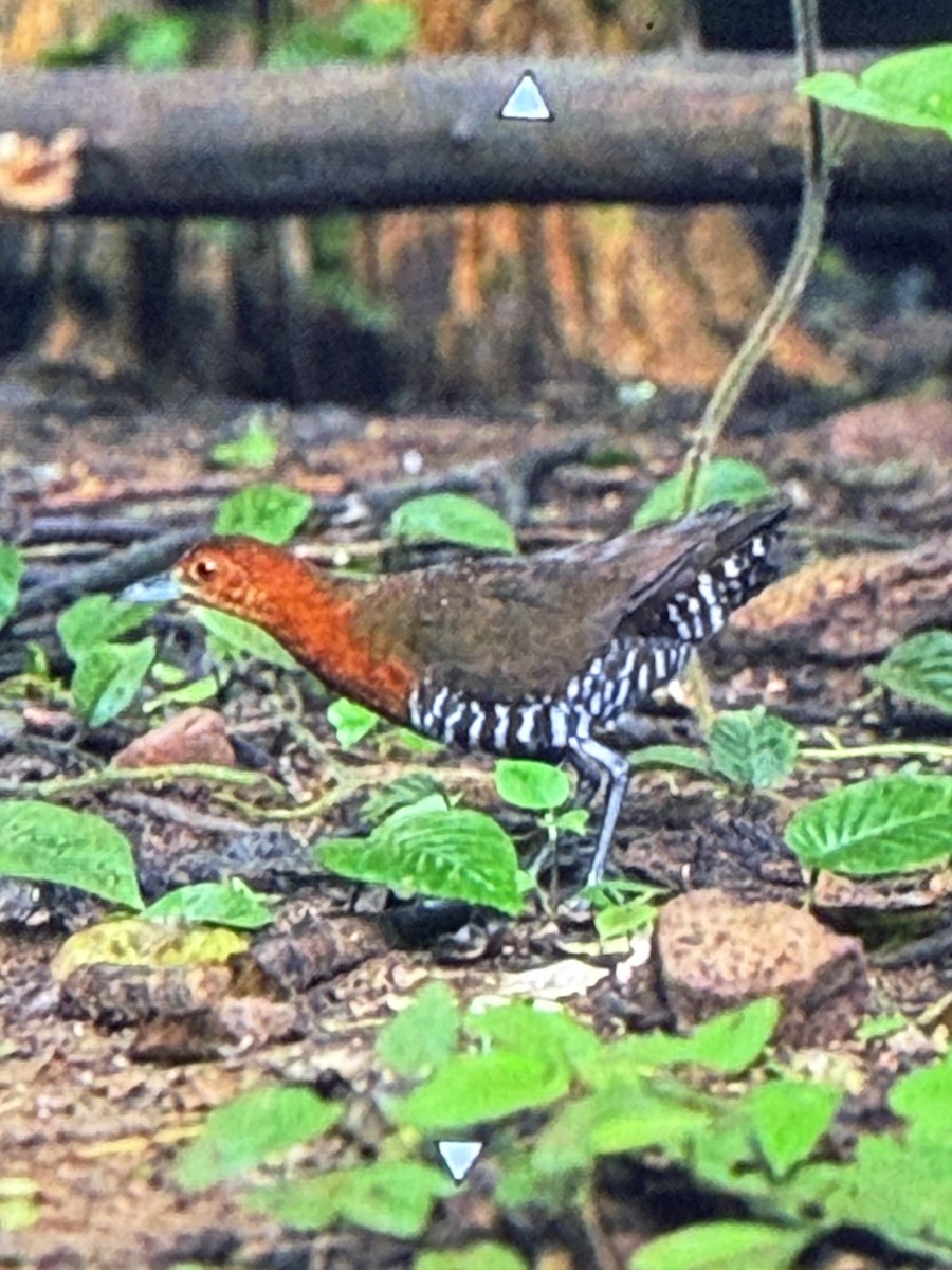 Slaty-legged Crake - ML659226957