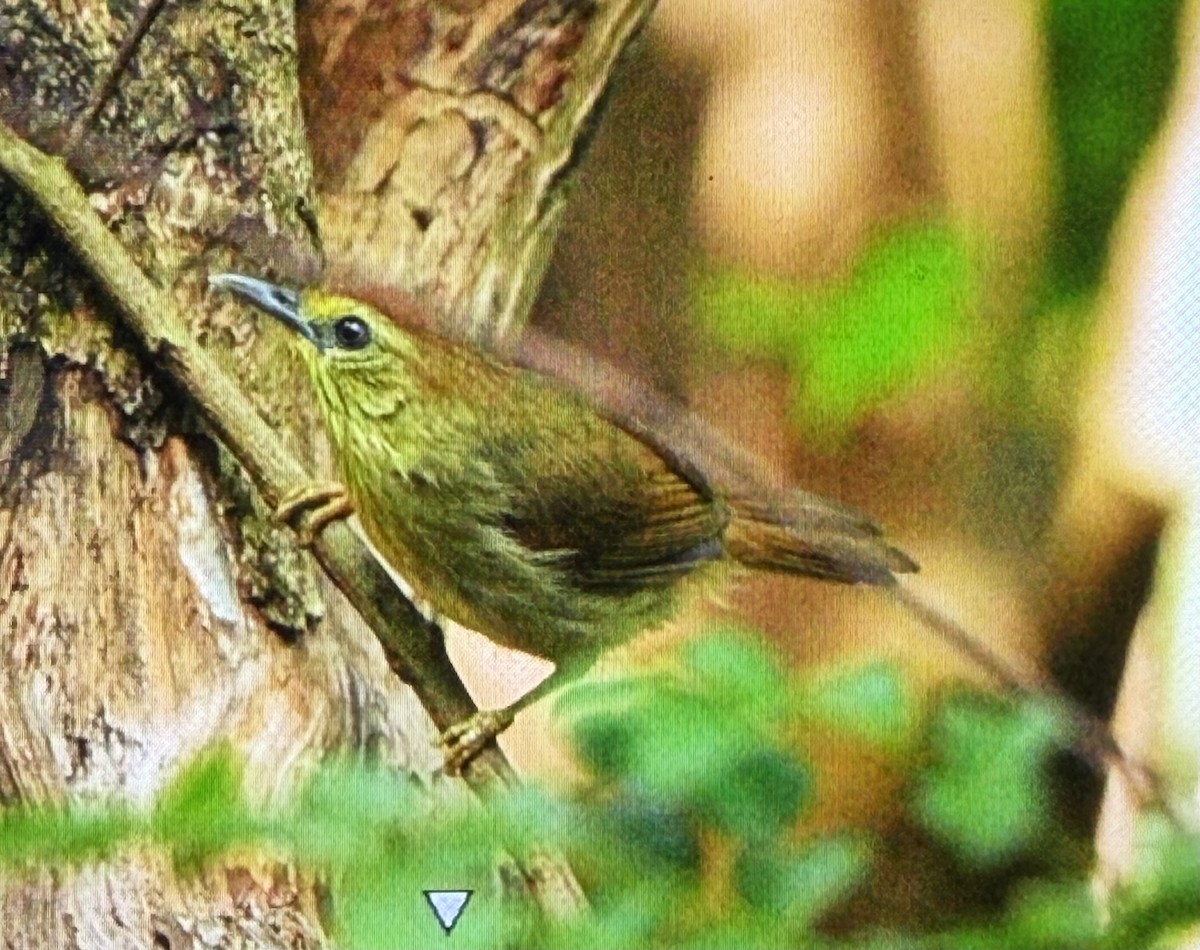 Pin-striped Tit-Babbler (Pin-striped) - ML659226960