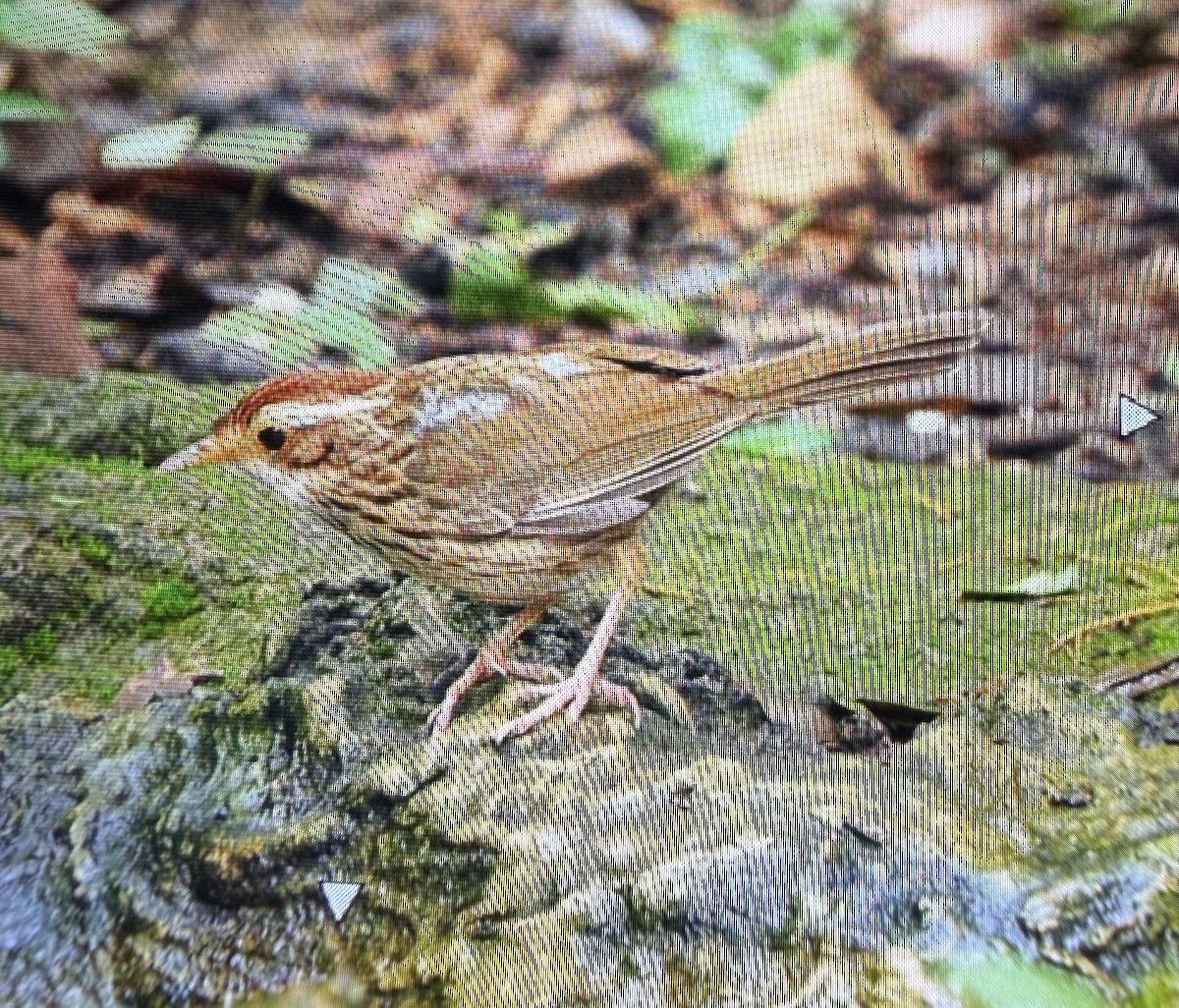 Puff-throated Babbler - ML659226962