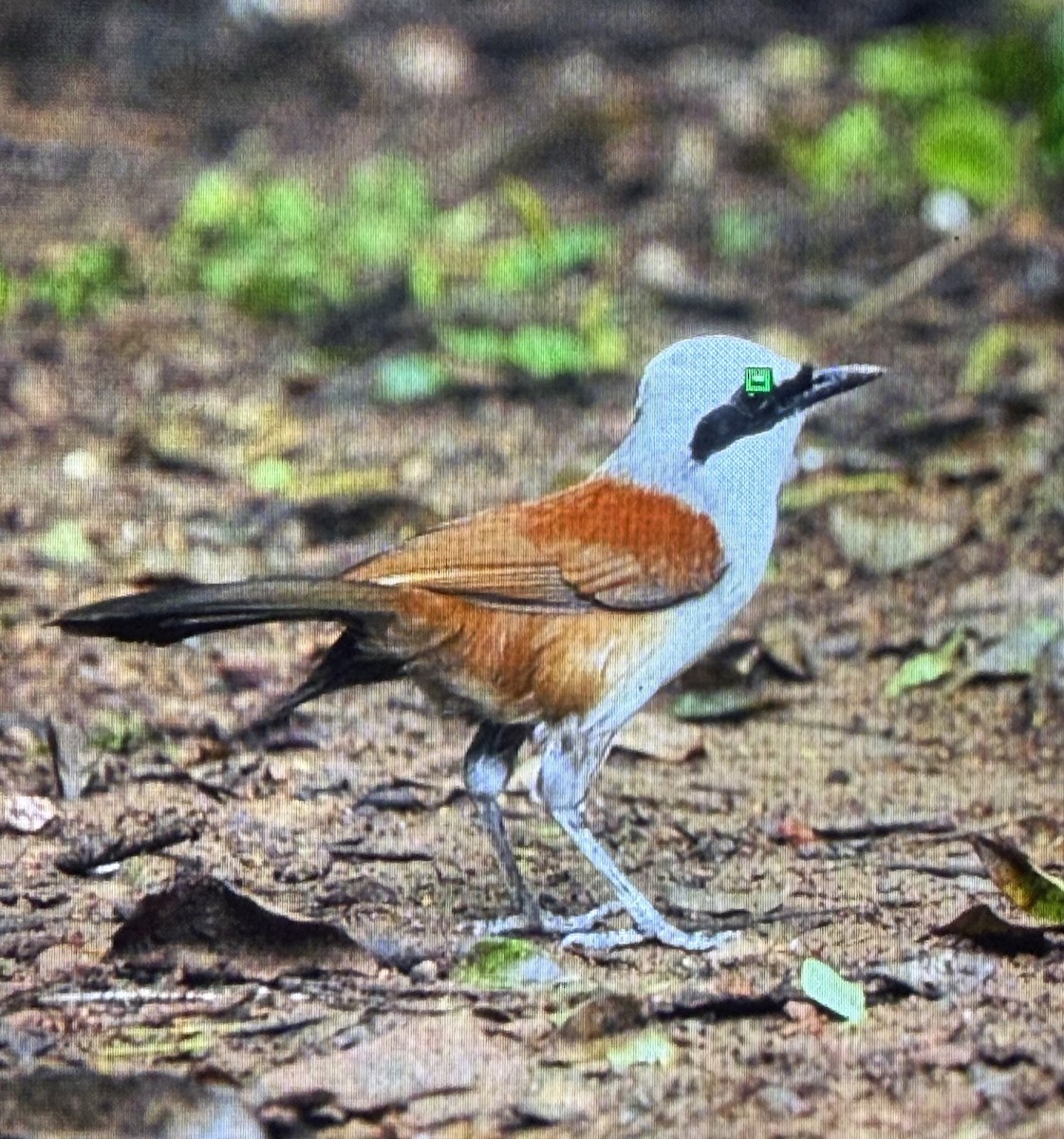White-crested Laughingthrush - ML659226964