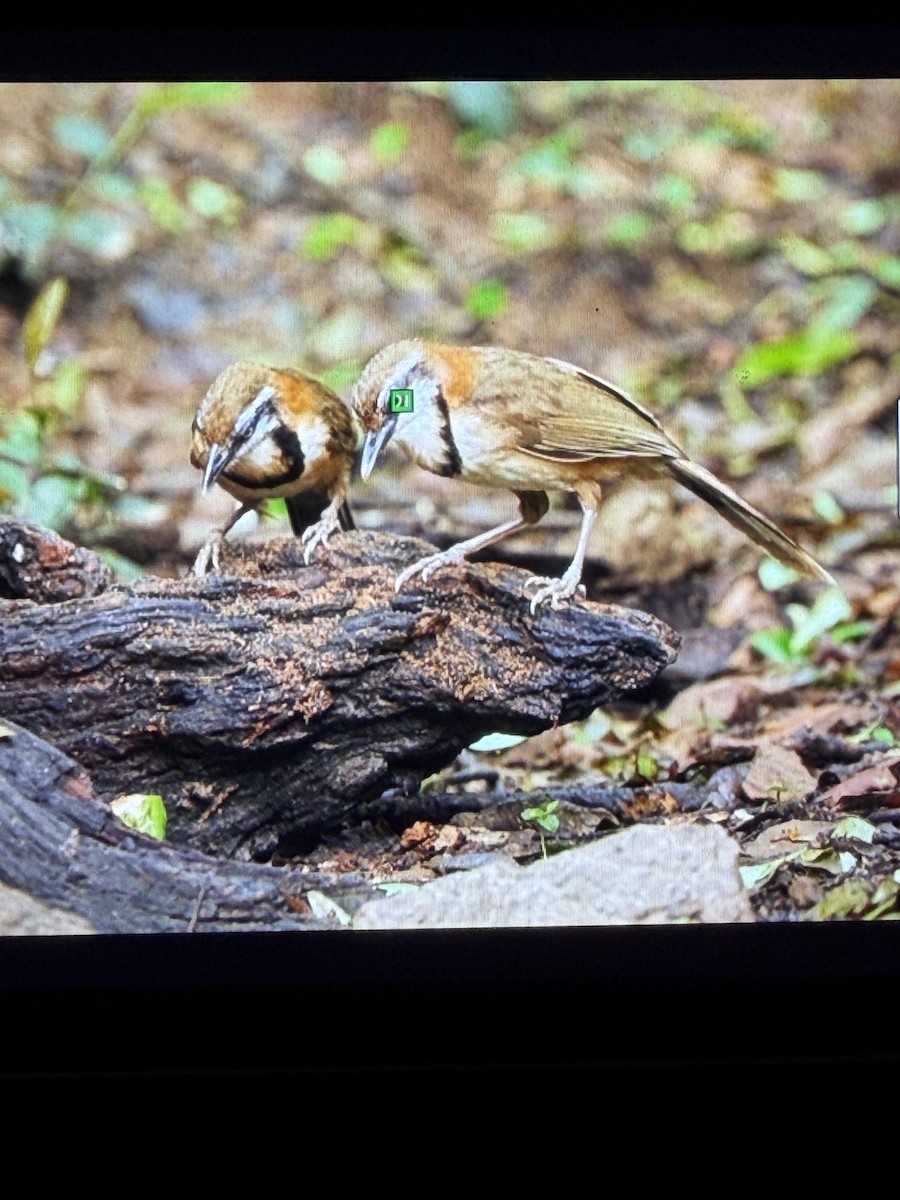 Lesser Necklaced Laughingthrush - ML659226971