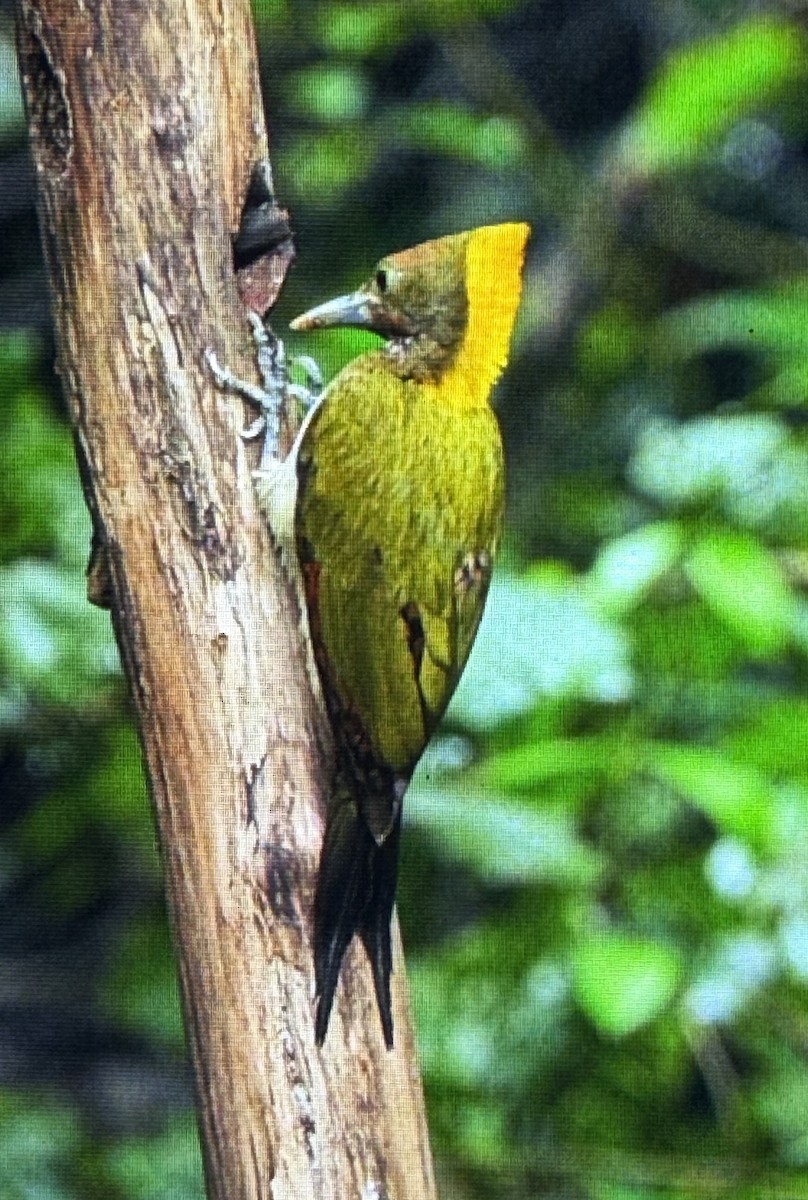 Greater Yellownape - ML659226979