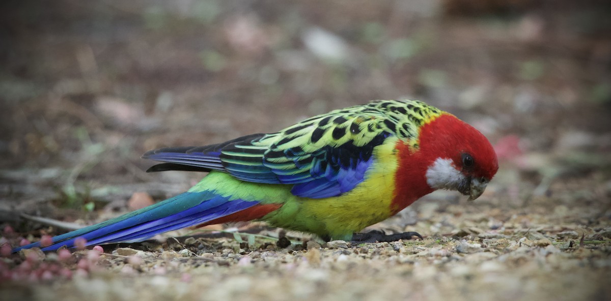 Eastern Rosella - ML659226981