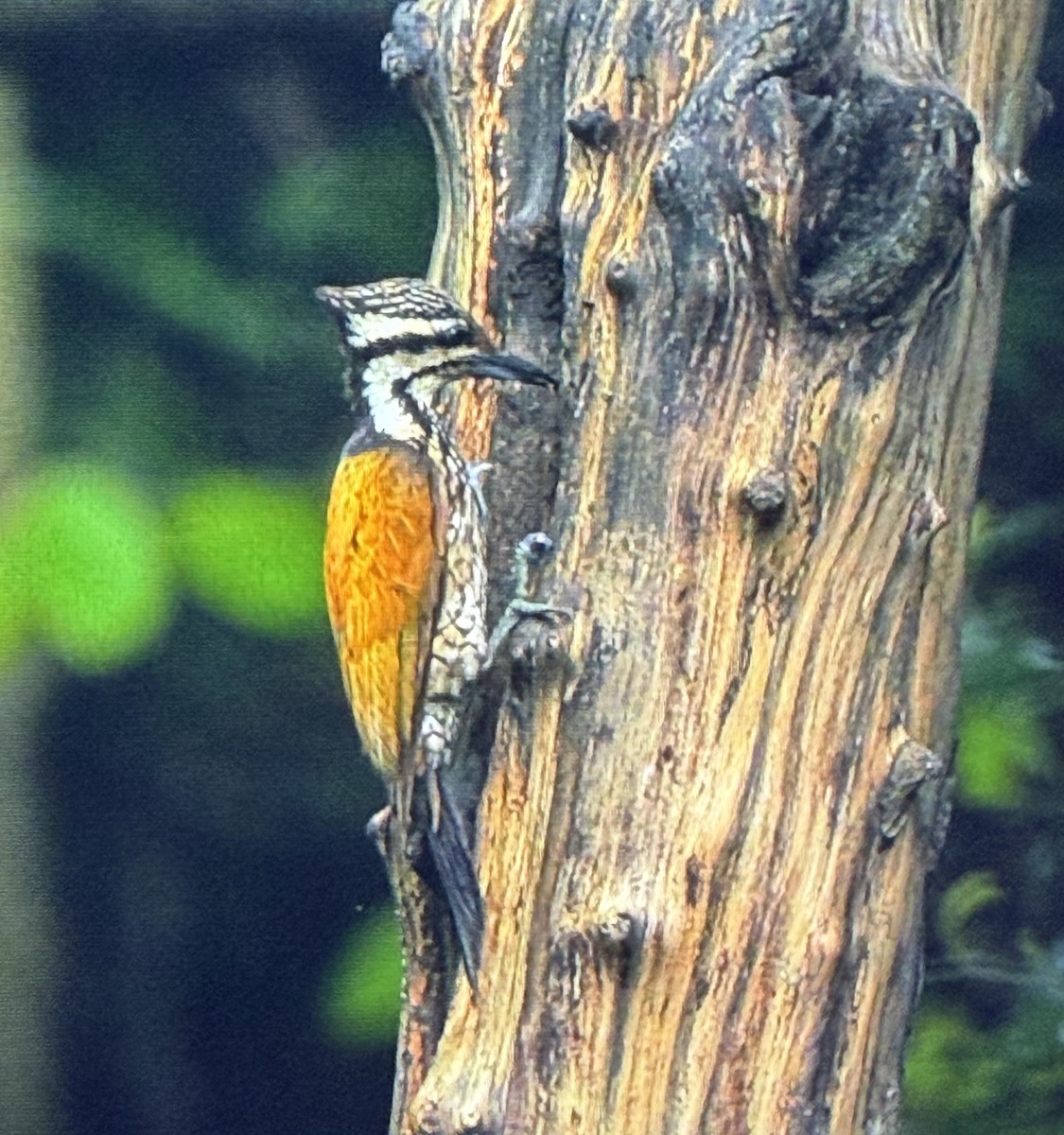 Common Flameback - ML659226982