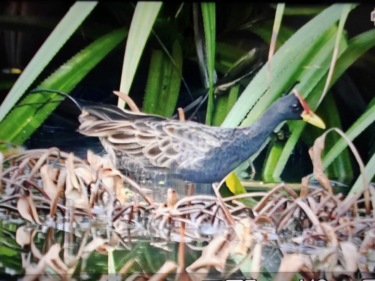Watercock - ML659227244