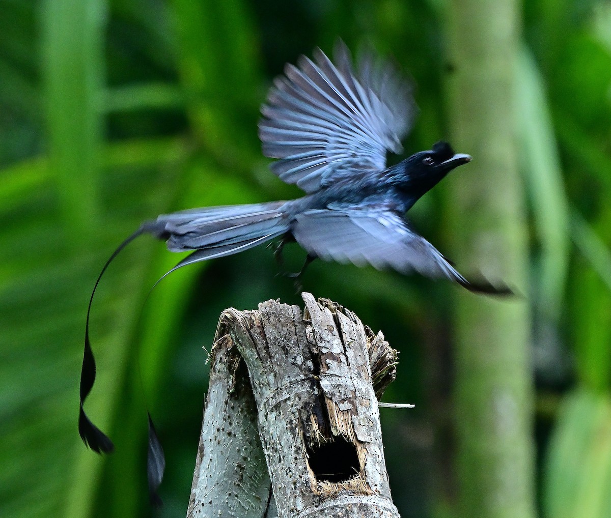 dragedrongo - ML659228214