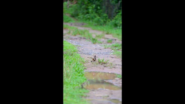 Black-rumped Flameback - ML659228396