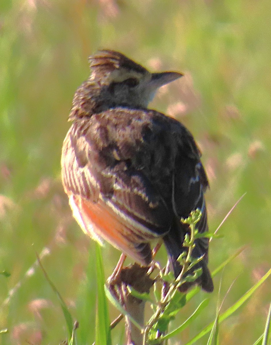 Rufous-naped Lark - ML659229333
