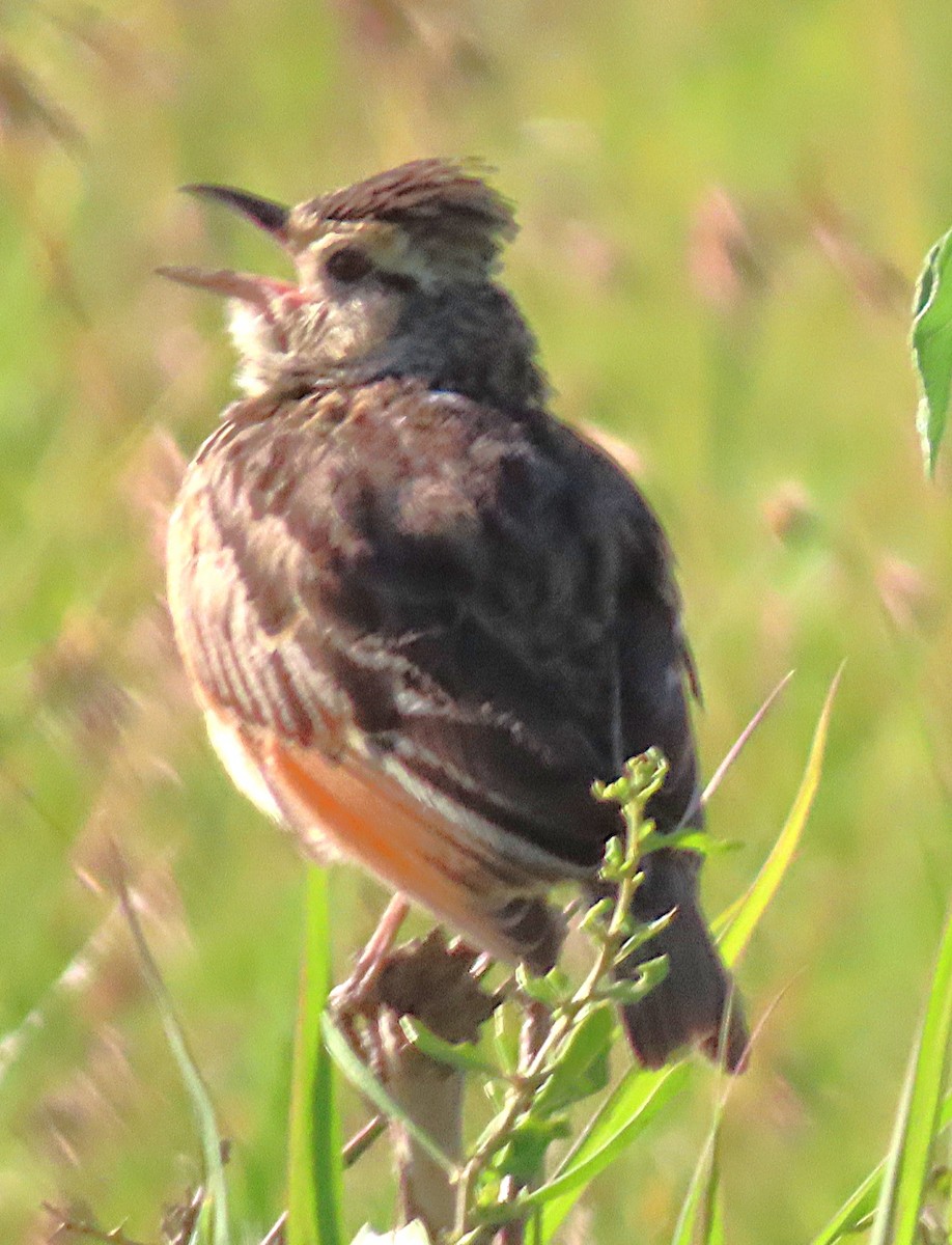 Rufous-naped Lark - ML659229336