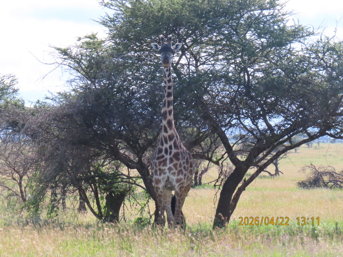 East African Giraffe - ML659229384