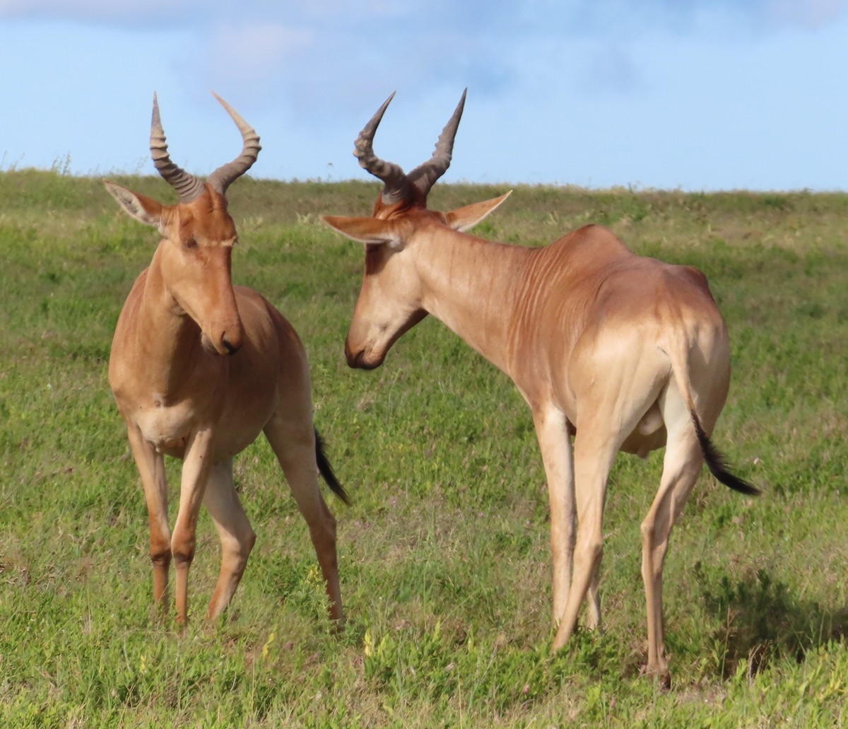 Hartebeest - ML659229455