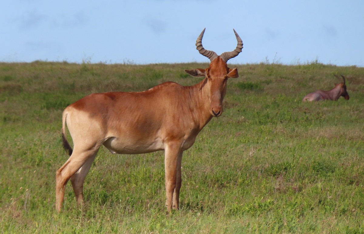 Hartebeest - ML659229456