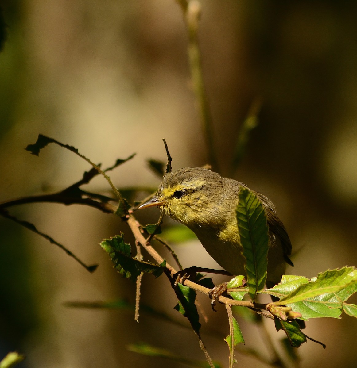 黃腹柳鶯(affinis/perflavus) - ML659229473