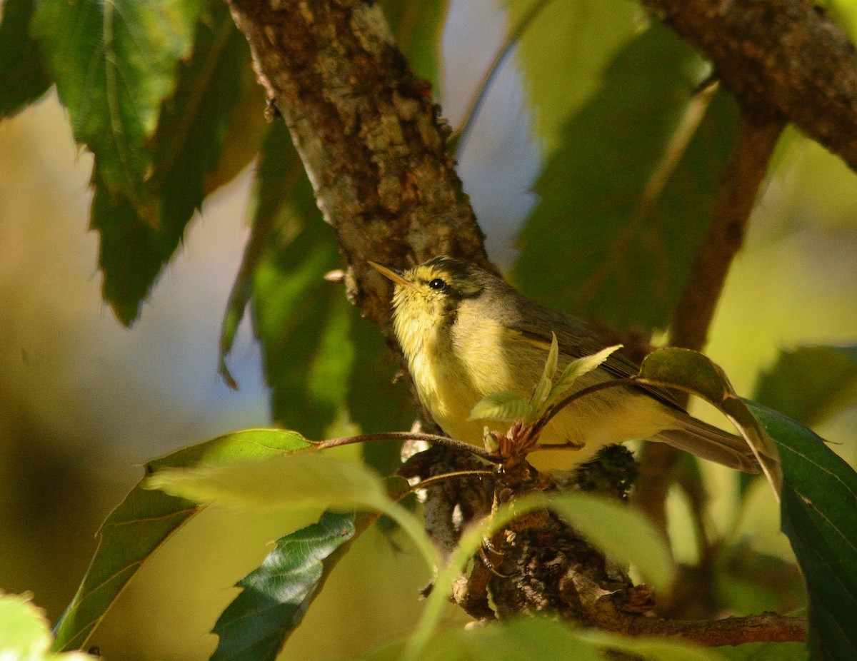 黃腹柳鶯(affinis/perflavus) - ML659229474
