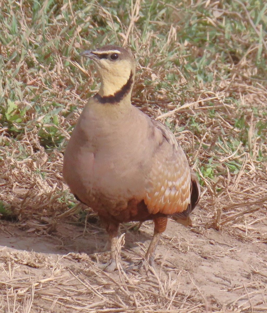 Yellow-throated Sandgrouse - ML659229507