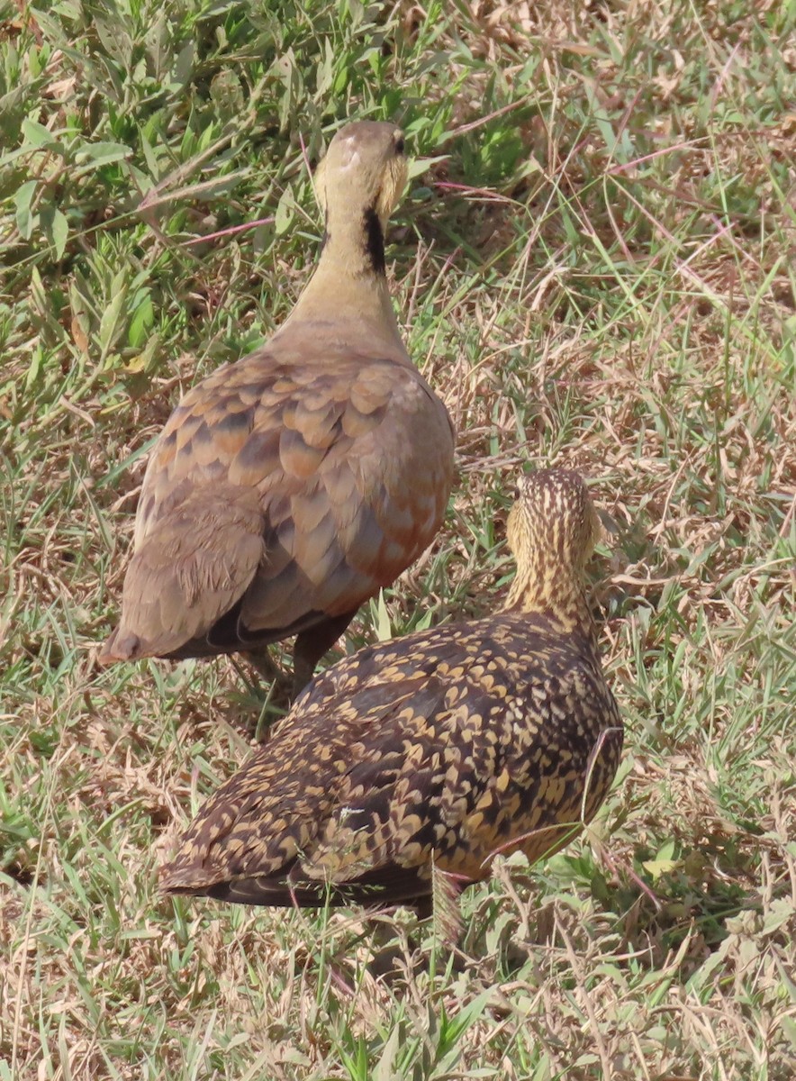 Yellow-throated Sandgrouse - ML659229511