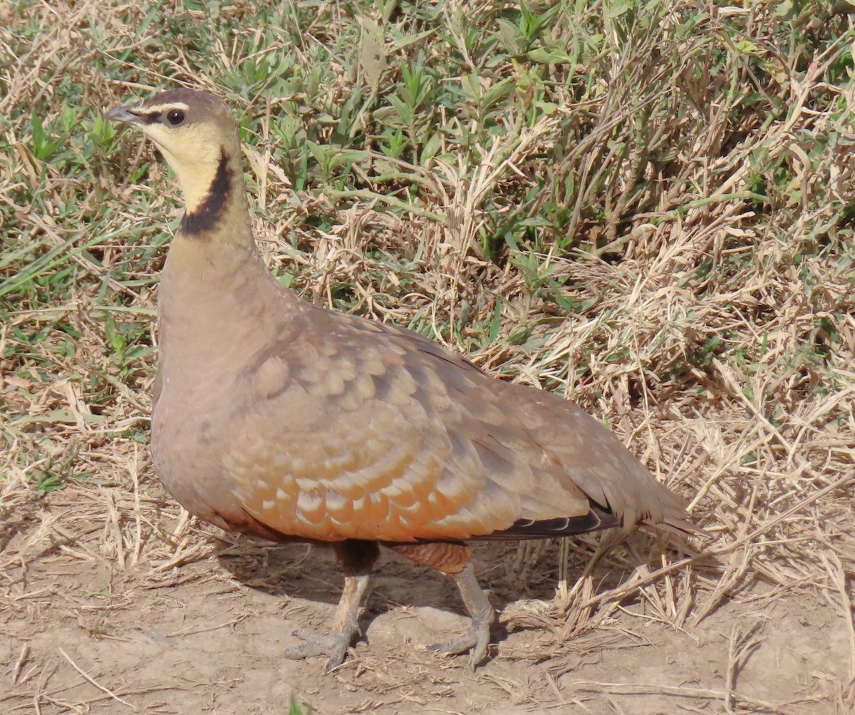 Yellow-throated Sandgrouse - ML659229513