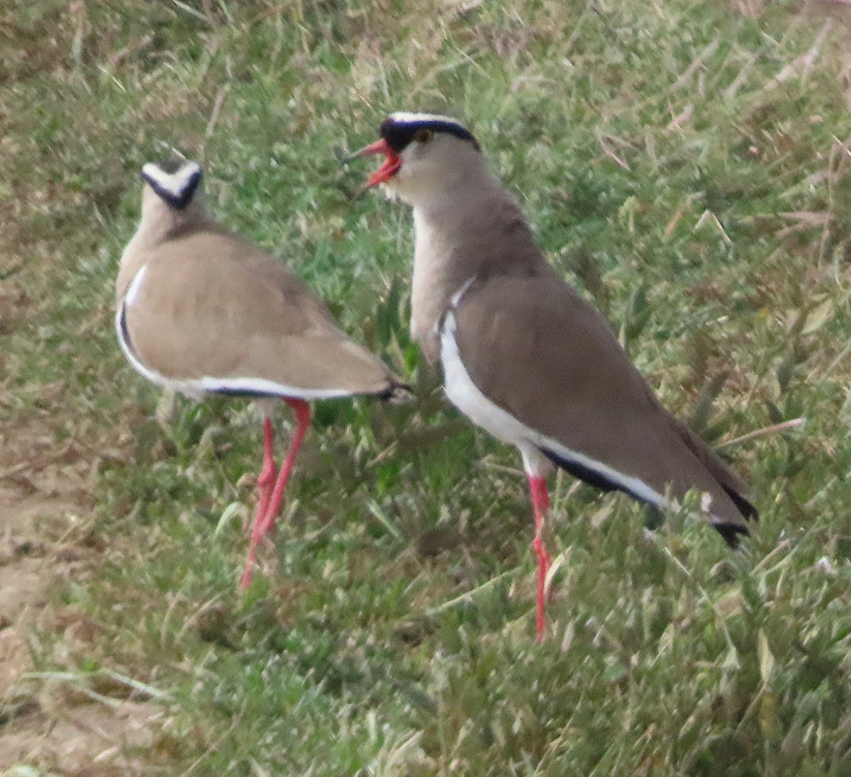 Crowned Lapwing - ML659229547