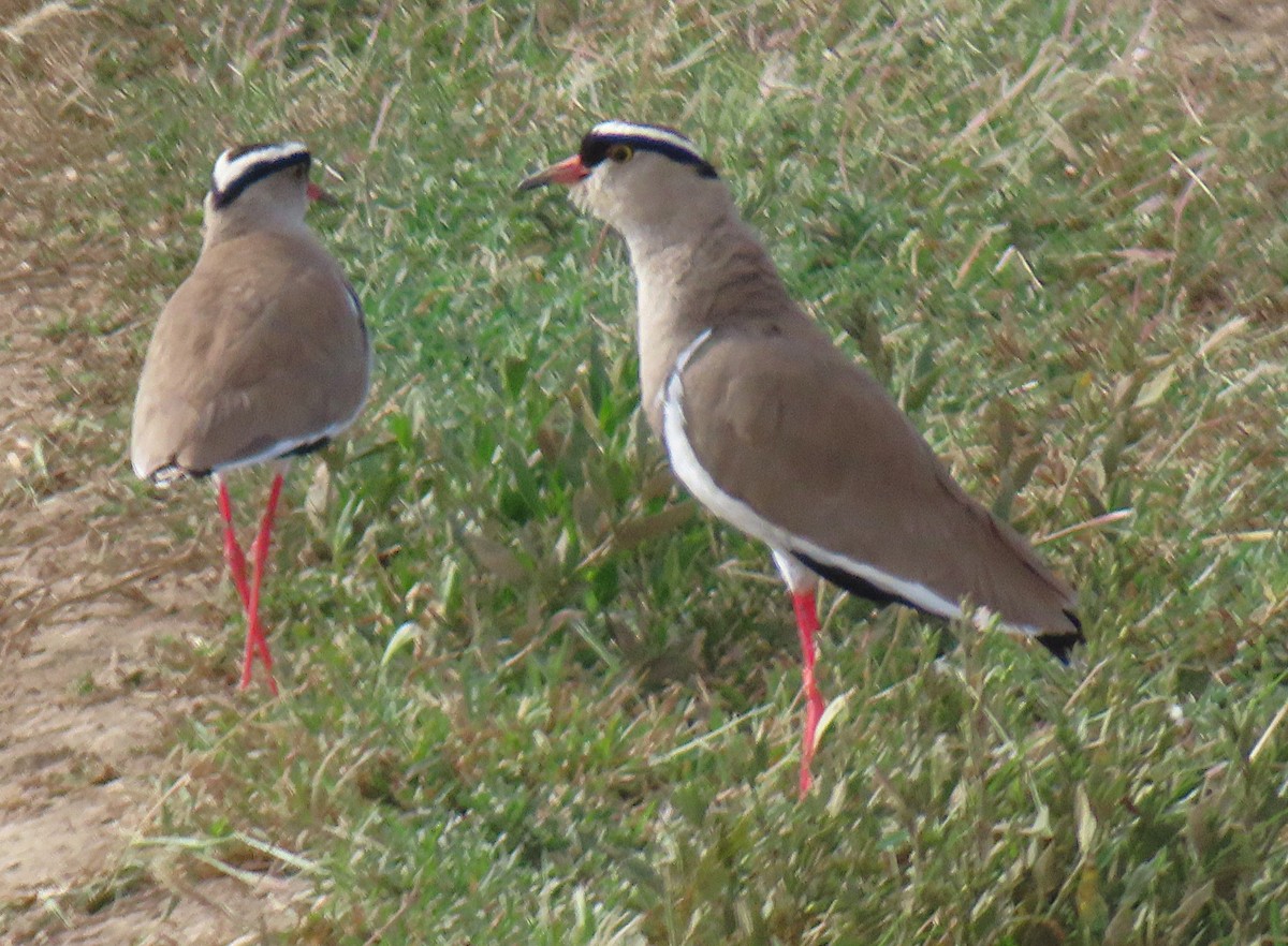 Crowned Lapwing - ML659229548