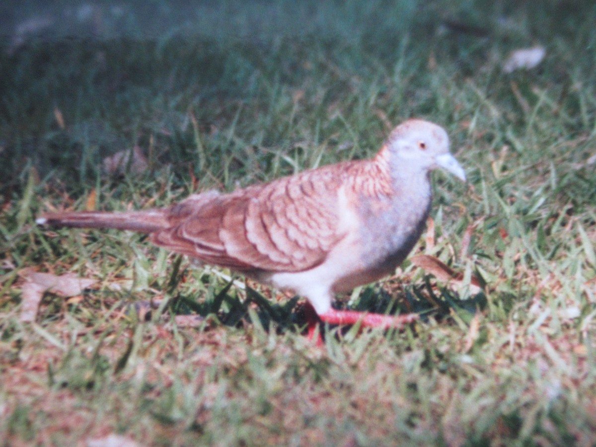 ベニカノコバト - ML659229601