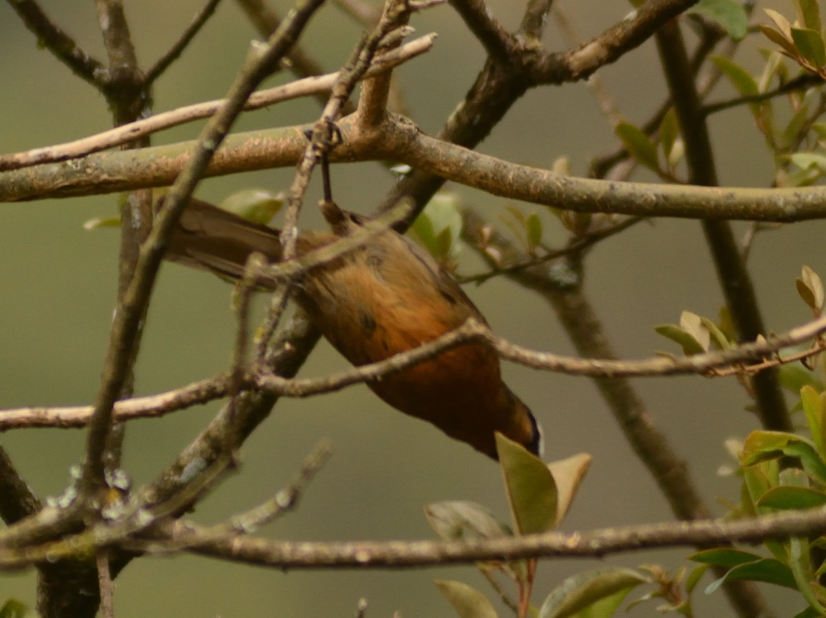 Nilgiri Laughingthrush - ML659229637