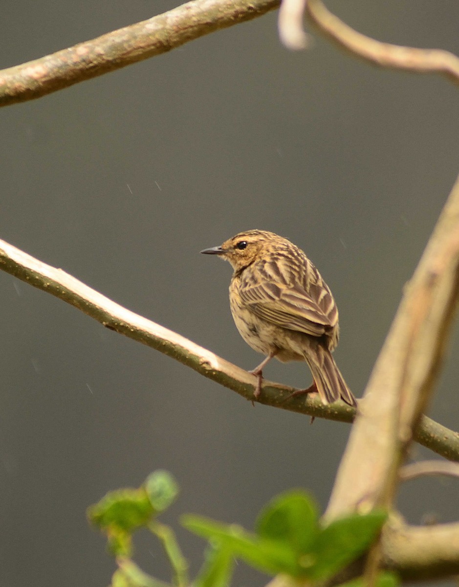 Nilgiri Pipit - ML659229639