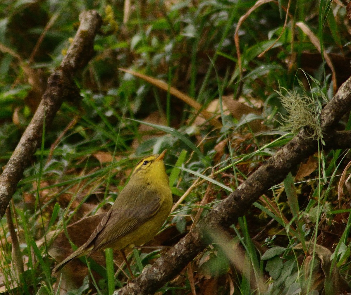 黃腹柳鶯(affinis/perflavus) - ML659229646