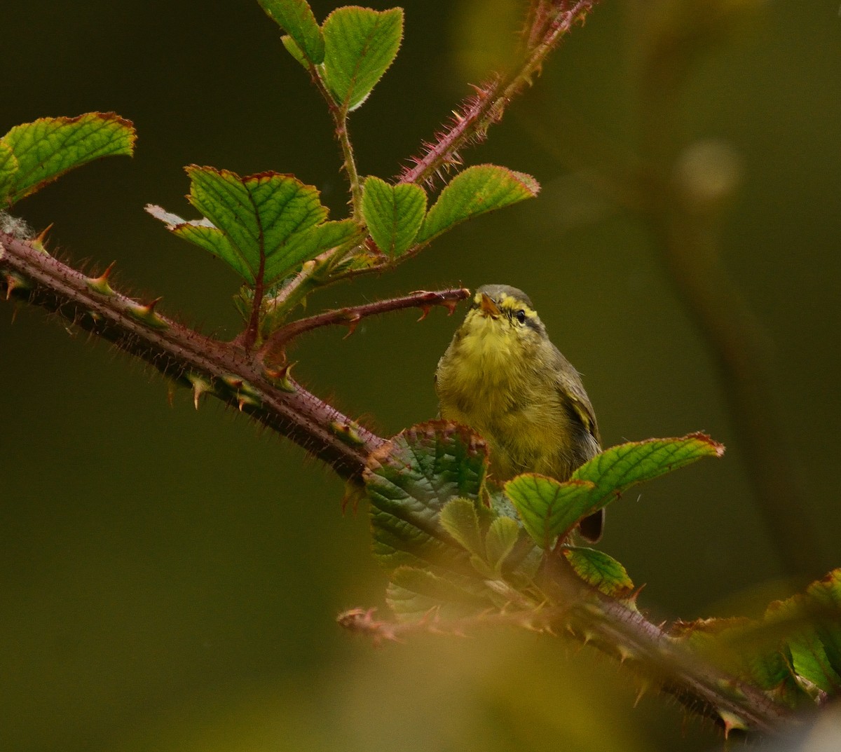黃腹柳鶯(affinis/perflavus) - ML659229647