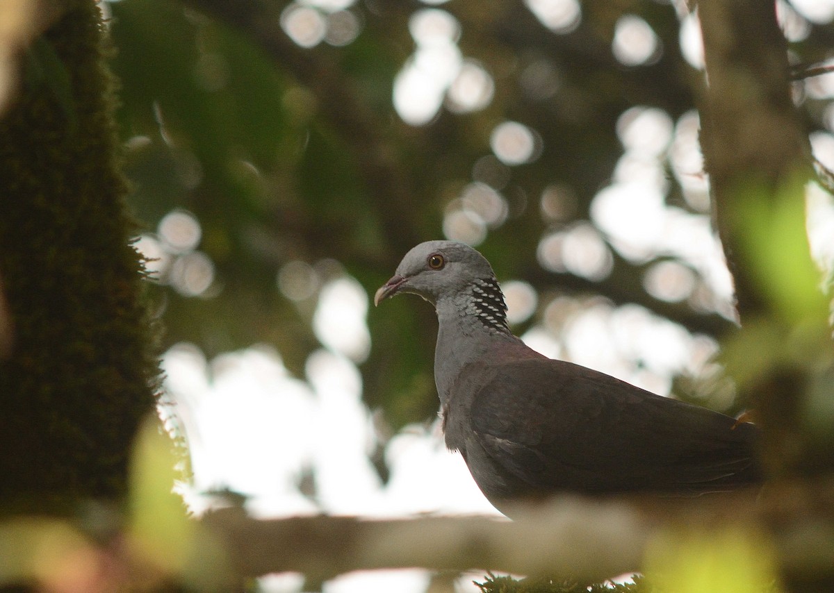 Nilgiri Wood-Pigeon - ML659229649