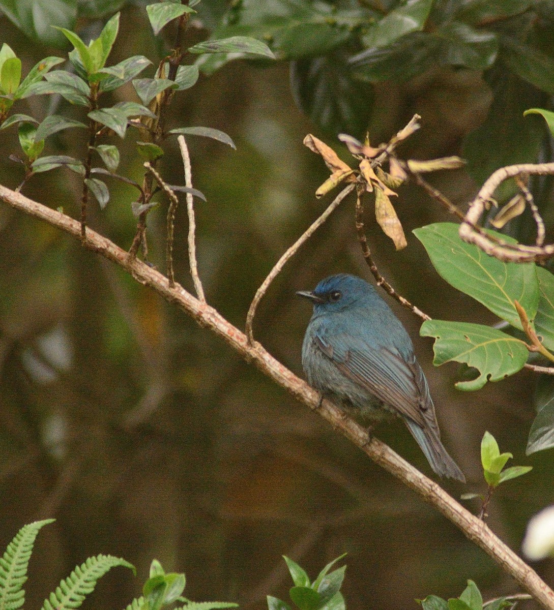 Nilgiri Flycatcher - ML659229650