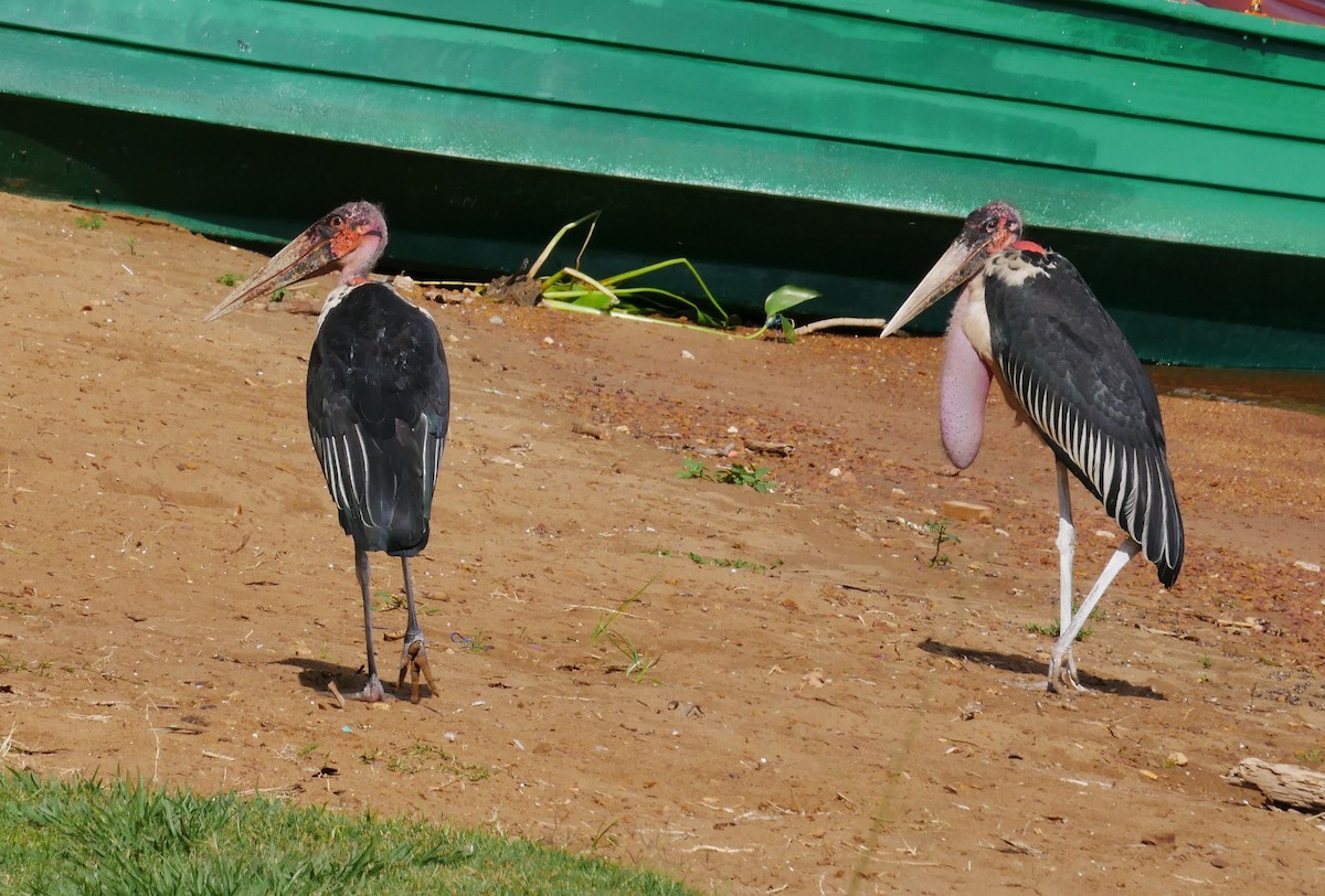 marabu africký - ML659229912