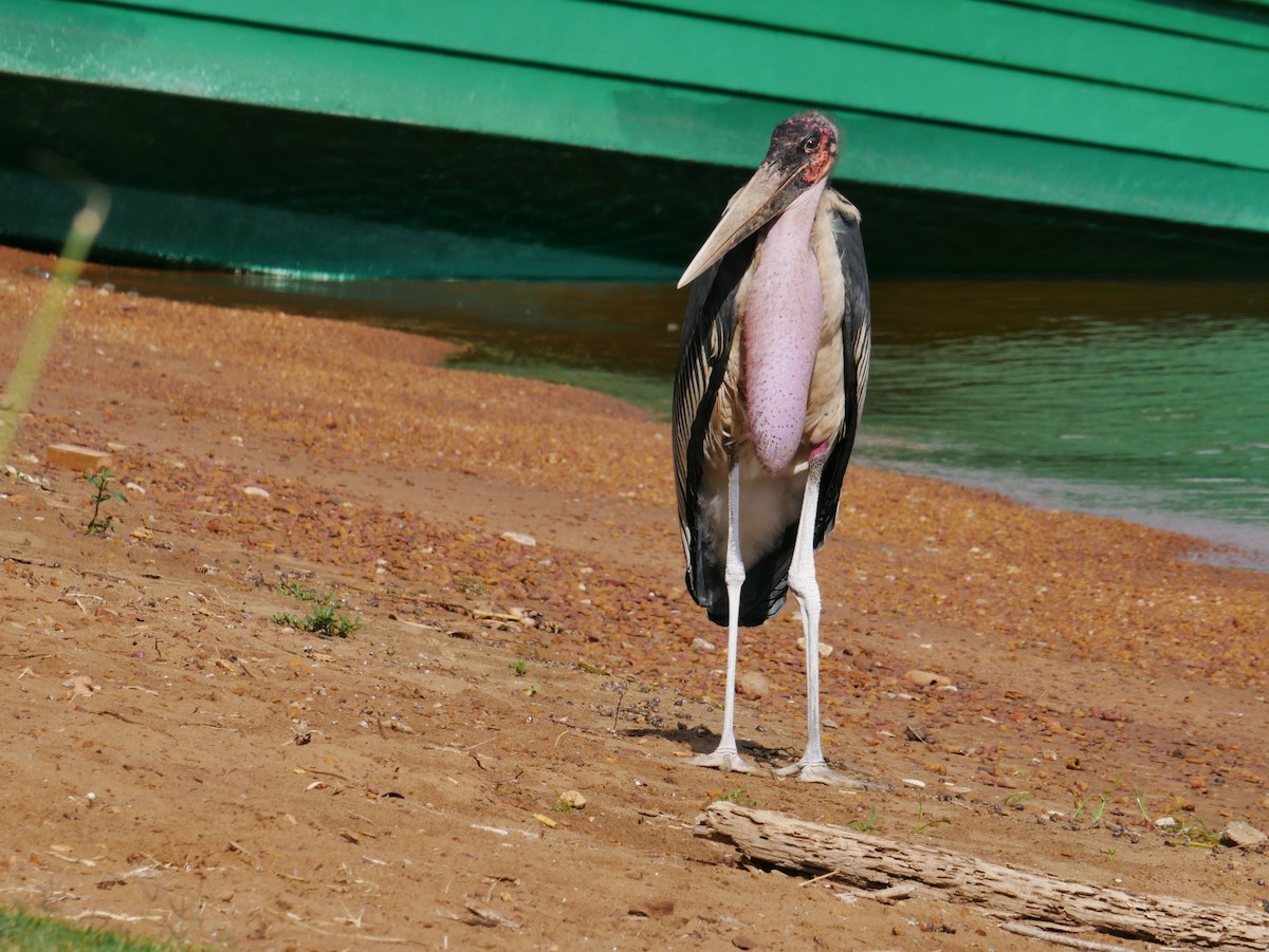 marabu africký - ML659229918