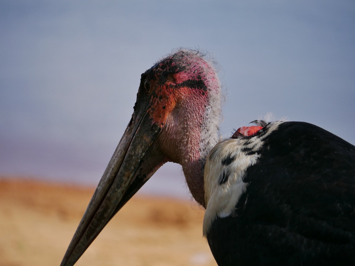 marabu africký - ML659229971