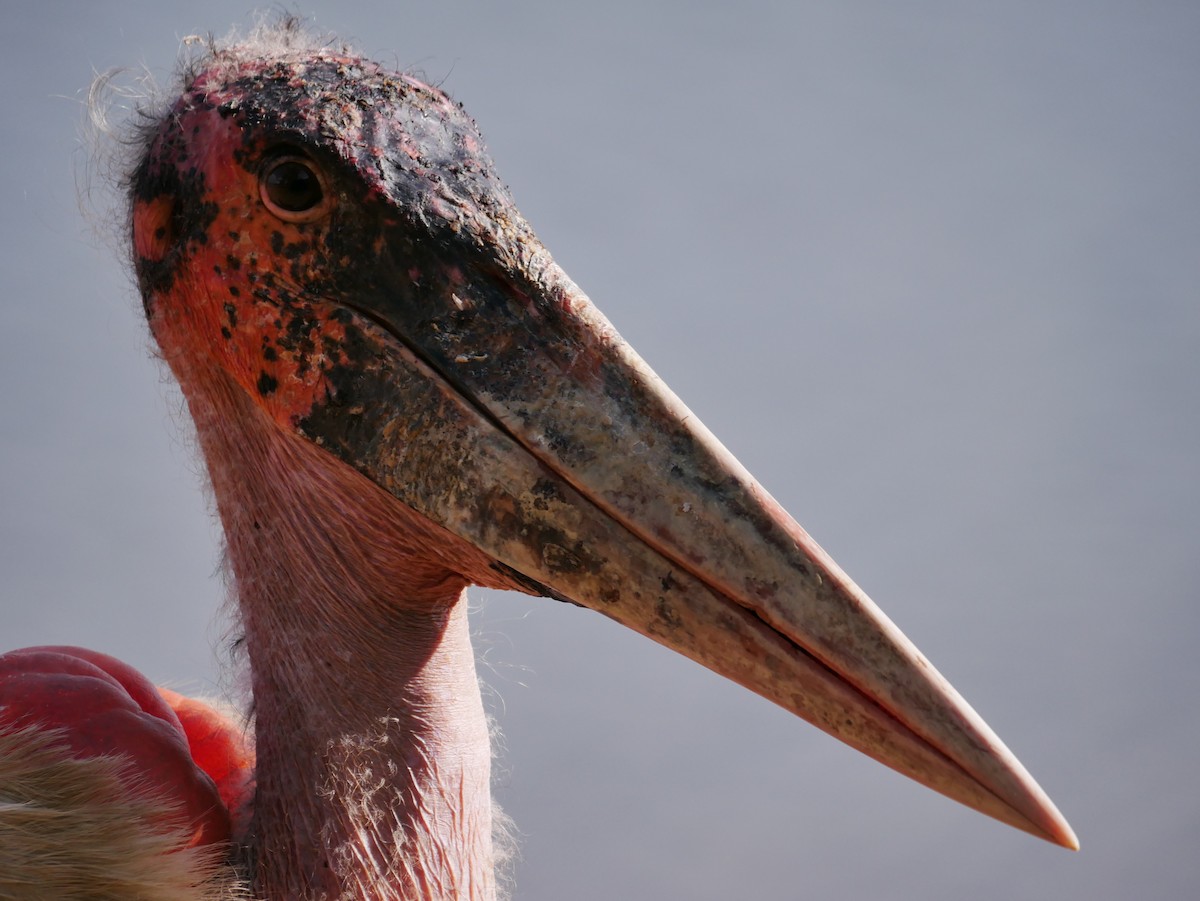 marabu africký - ML659229972