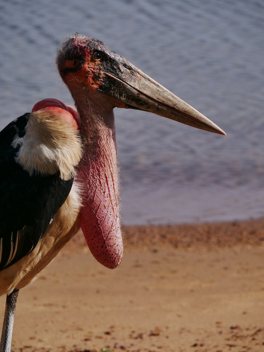 marabu africký - ML659229973