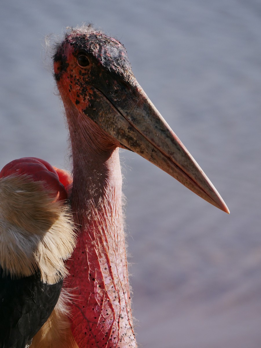marabu africký - ML659229974