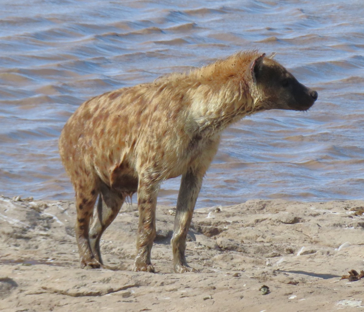 Spotted Hyena - ML659230038