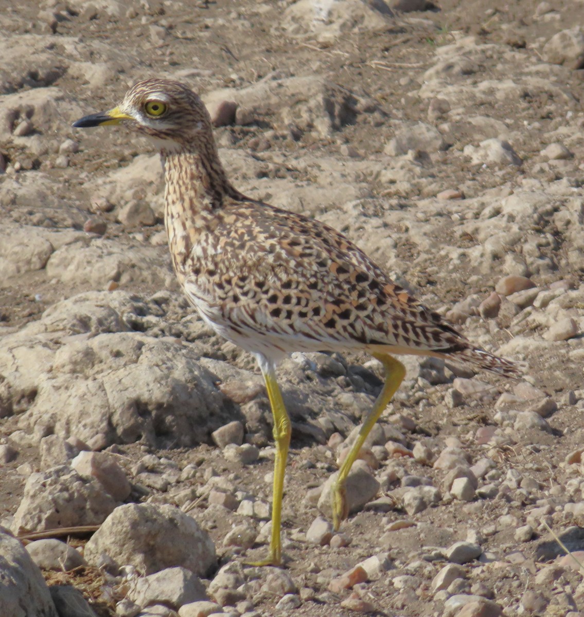 Spotted Thick-knee - ML659230256