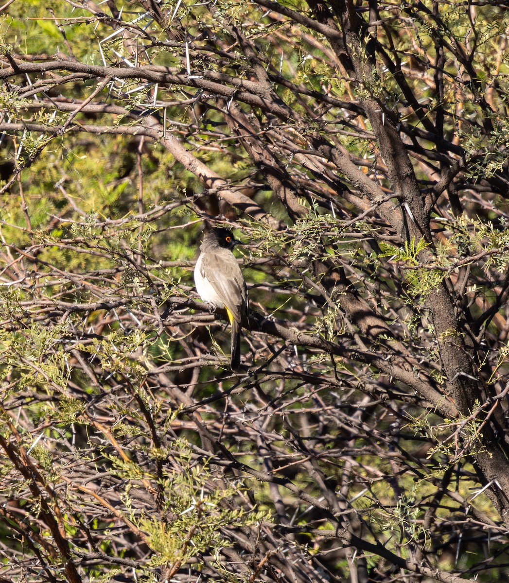 Black-fronted Bulbul - ML659230275