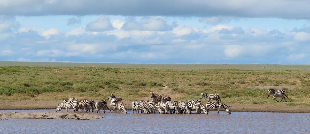 Plains Zebra - ML659230435