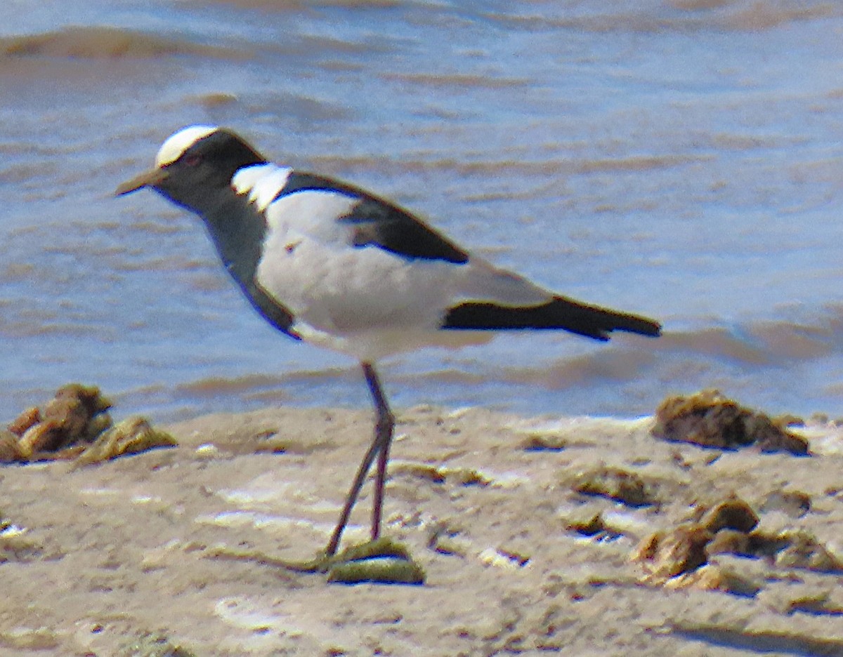 Blacksmith Lapwing - ML659230523