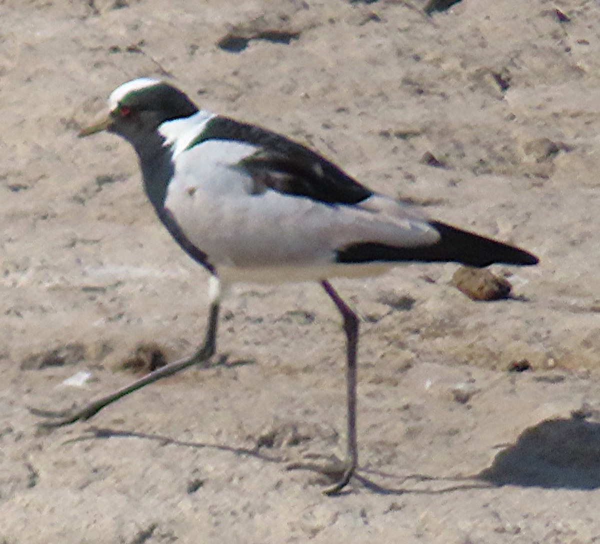 Blacksmith Lapwing - ML659230529